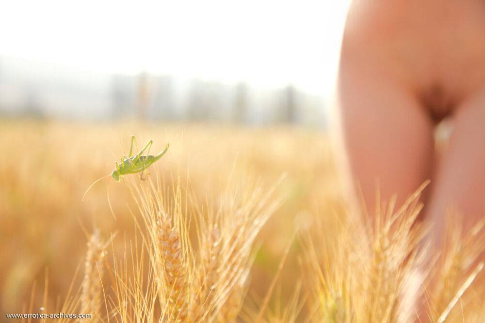 Young blonde beauty Frida C models naked while in a field of wheat - #16